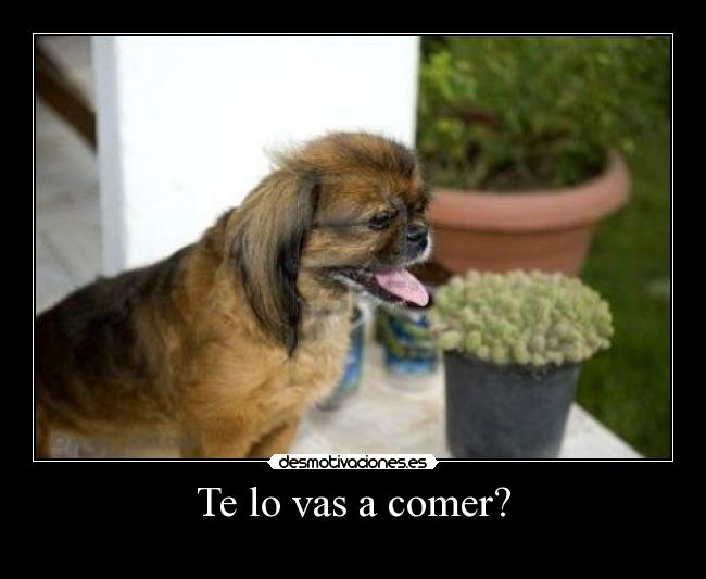 Te lo vas a comer? - 
