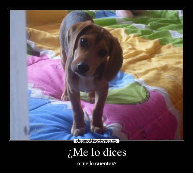¿Me lo dices -