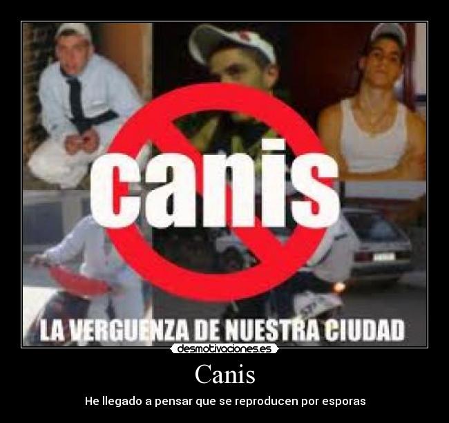 Canis - He llegado a pensar que se reproducen por esporas