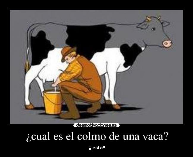 ¿cual es el colmo de una vaca? - 