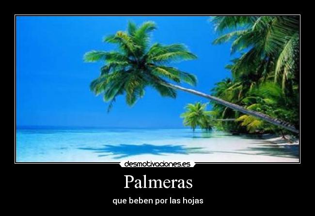 Palmeras - que beben por las hojas