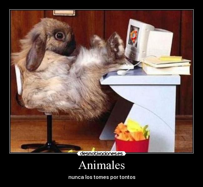 Animales - nunca los tomes por tontos