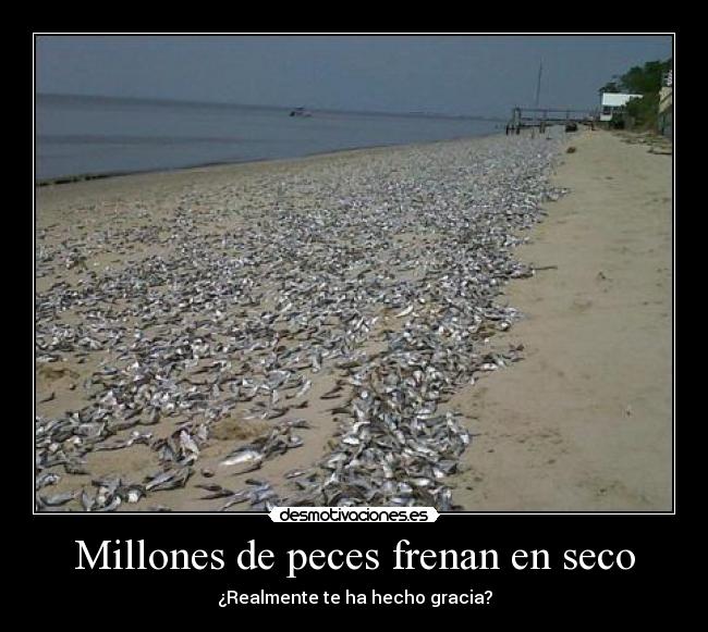 Millones de peces frenan en seco - 