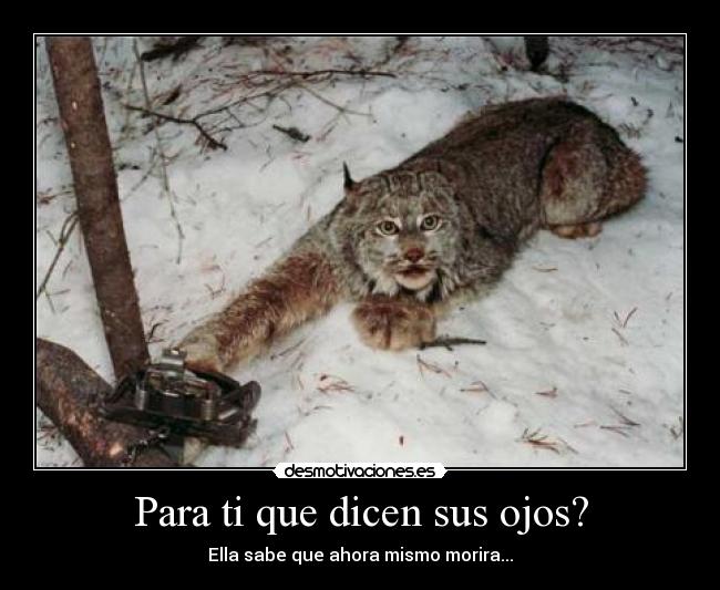 Para ti que dicen sus ojos? - Ella sabe que ahora mismo morira...