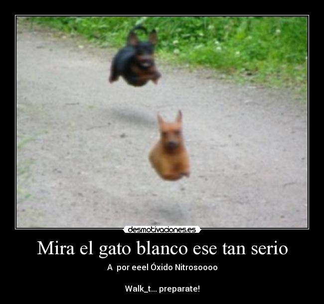 Mira el gato blanco ese tan serio - A por eeel Óxido Nitrosoooo
Walk_t... preparate!
