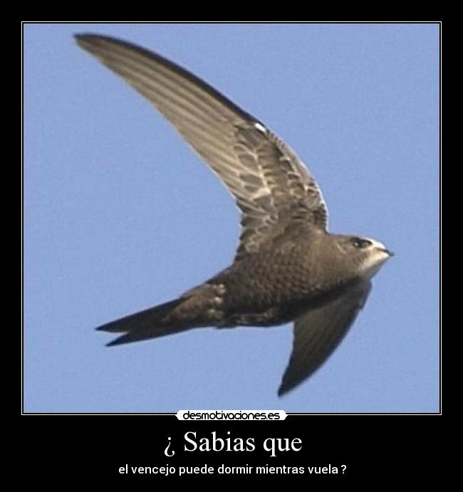 ¿ Sabias que -