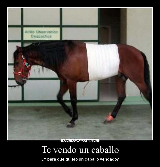Te vendo un caballo - 