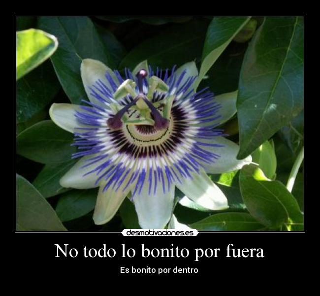 No todo lo bonito por fuera - 