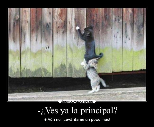 -¿Ves ya la principal? - 