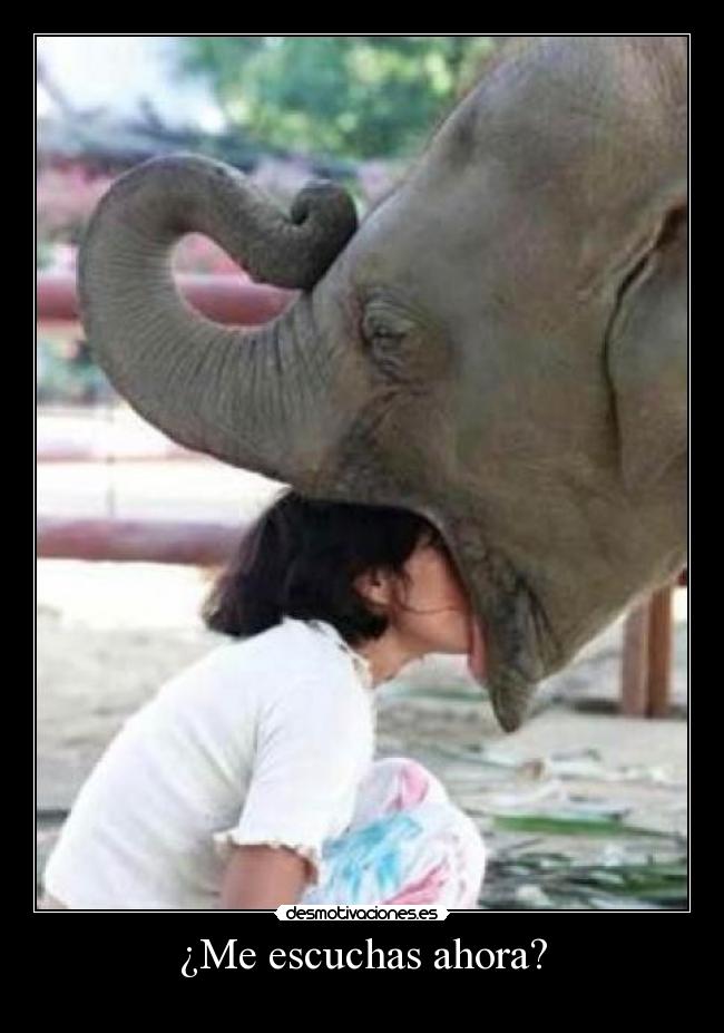 ¿Me escuchas ahora? - 