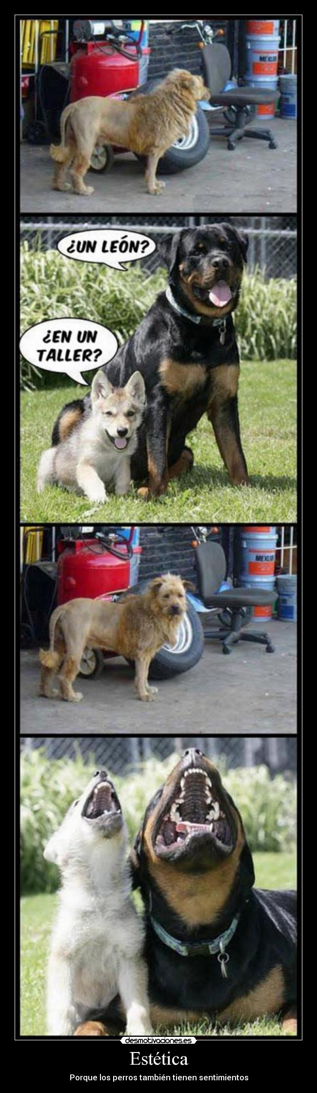 Estética - Porque los perros también tienen sentimientos