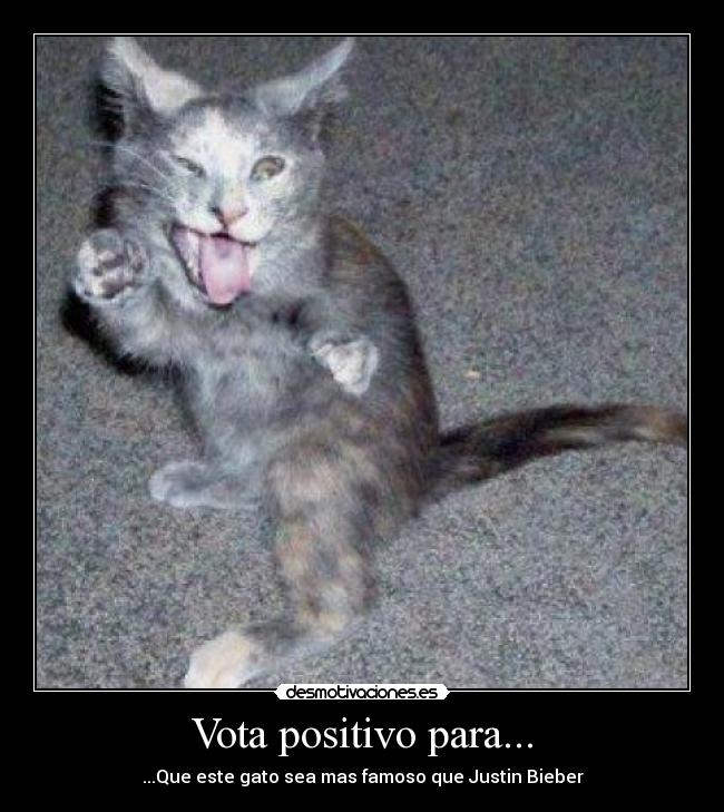 Vota positivo para... - ...Que este gato sea mas famoso que Justin Bieber