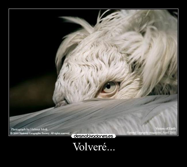 Volveré... - 