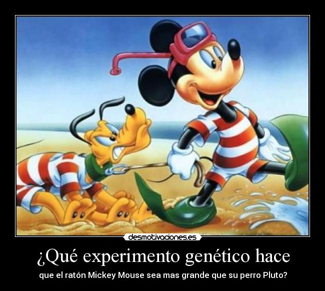 ¿Qué experimento genético hace -