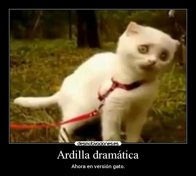 Ardilla dramática - 