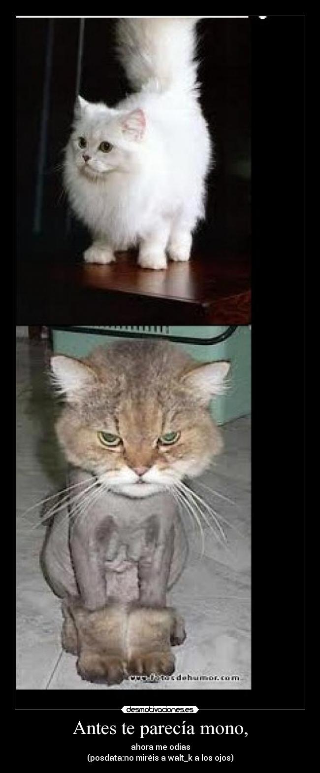 Antes te parecía mono, - ahora me odias
(posdata:no miréis a walt_k a los ojos)