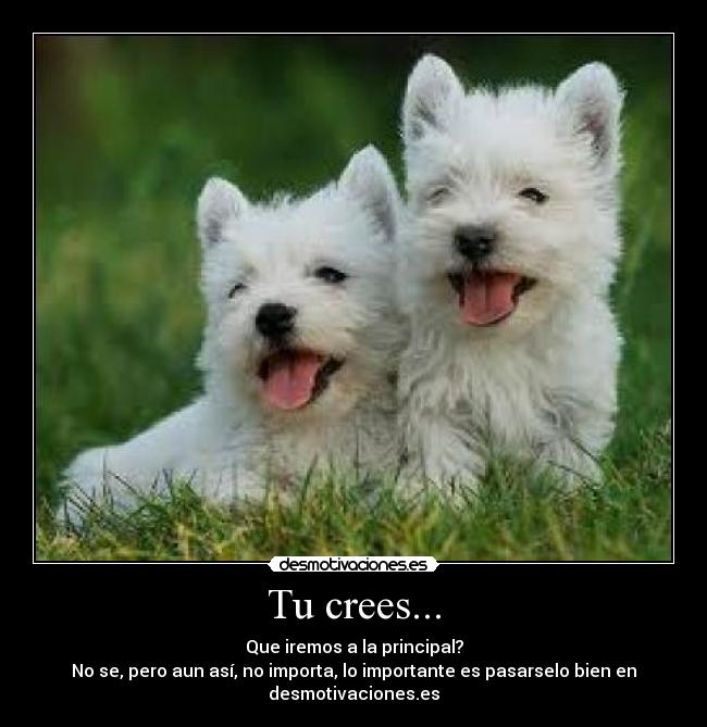 Tu crees... - 