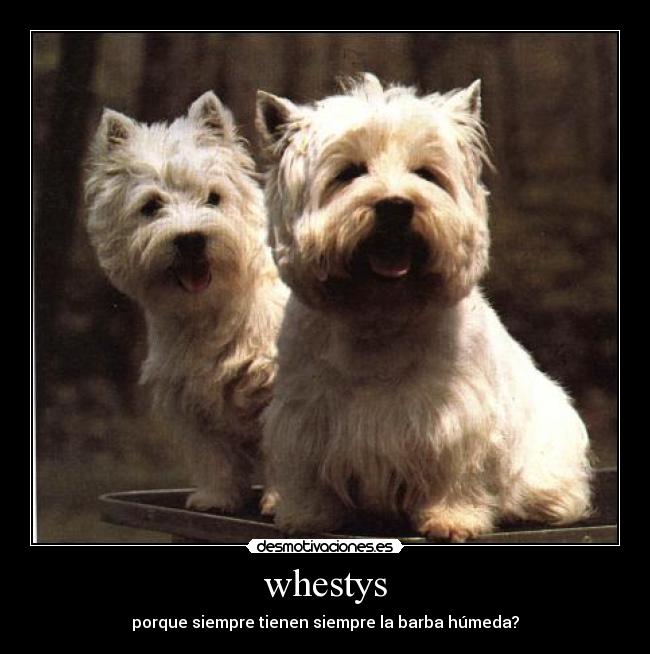 whestys - porque siempre tienen siempre la barba húmeda?