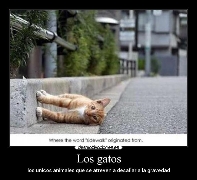 Los gatos - los unicos animales que se atreven a desafiar a la gravedad
