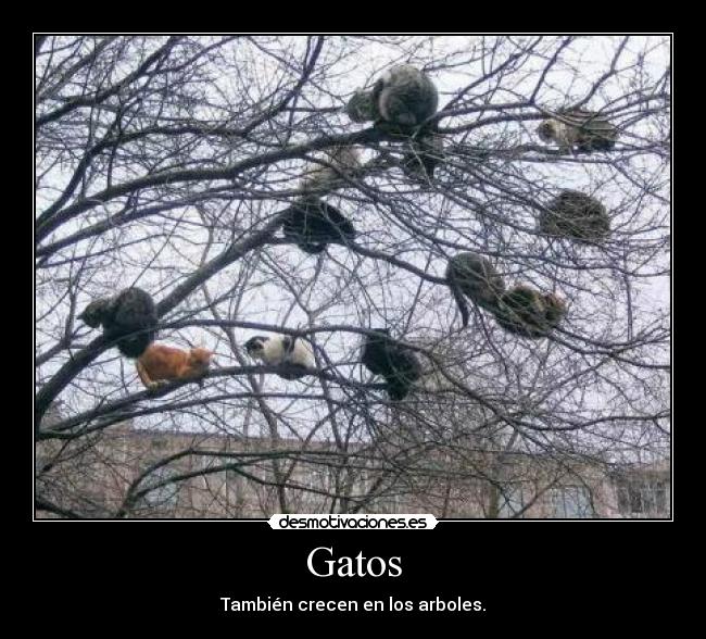 Gatos - También crecen en los arboles.
