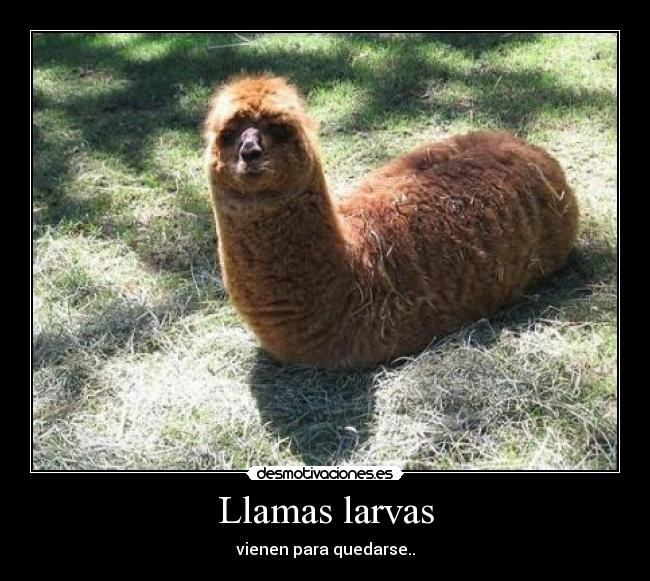 Llamas larvas -