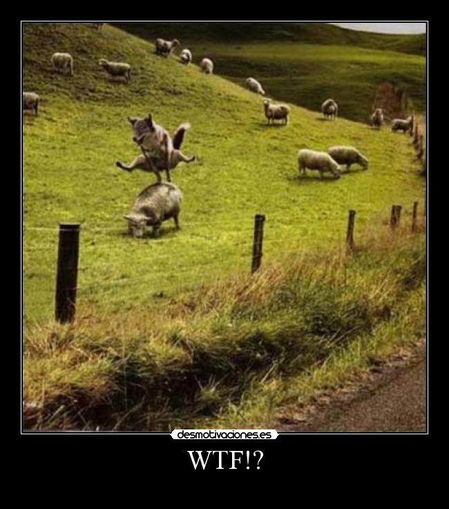 WTF!? -