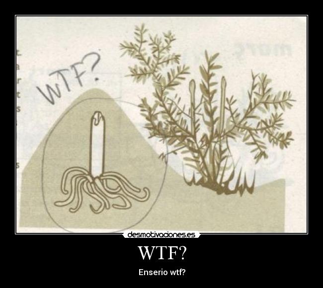 WTF? - 
