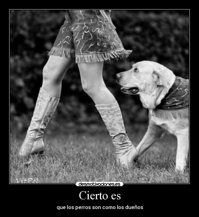 carteles perro desmotivaciones