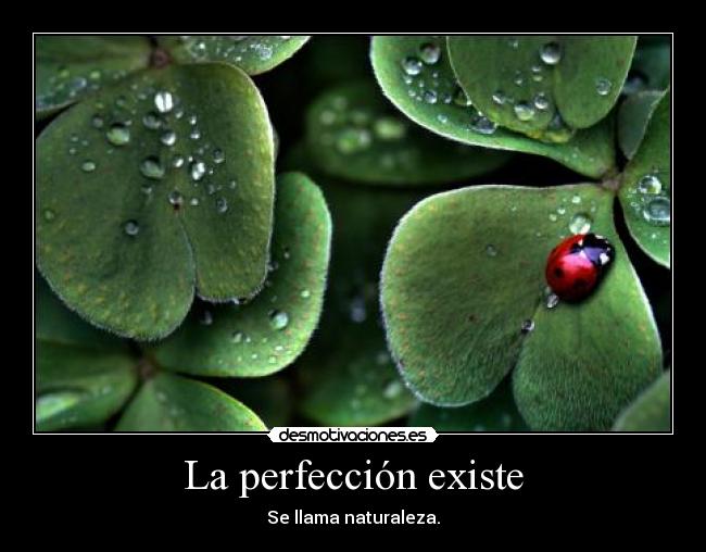 carteles perfeccion naturaleza mariquita zorra implakable desmotivaciones