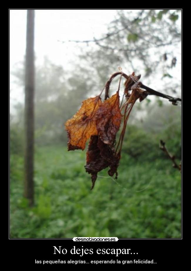 No dejes escapar... -