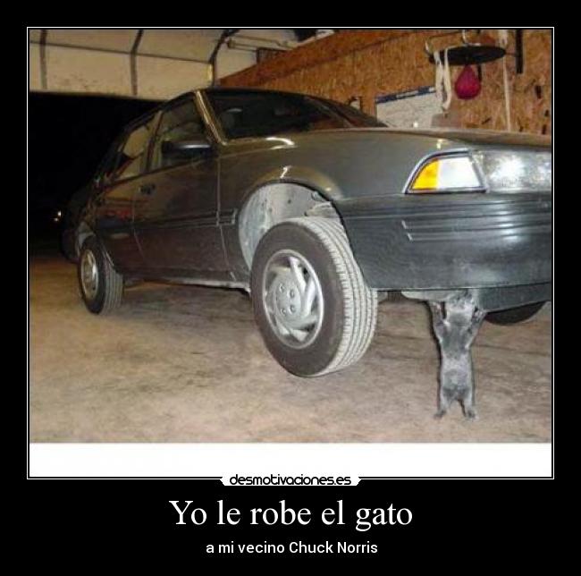Yo le robe el gato - 