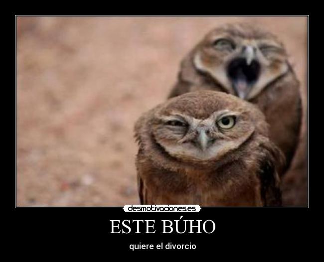 ESTE BÚHO - 