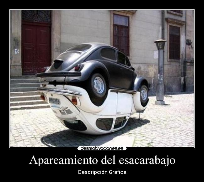 Apareamiento del esacarabajo - Descripción Grafica