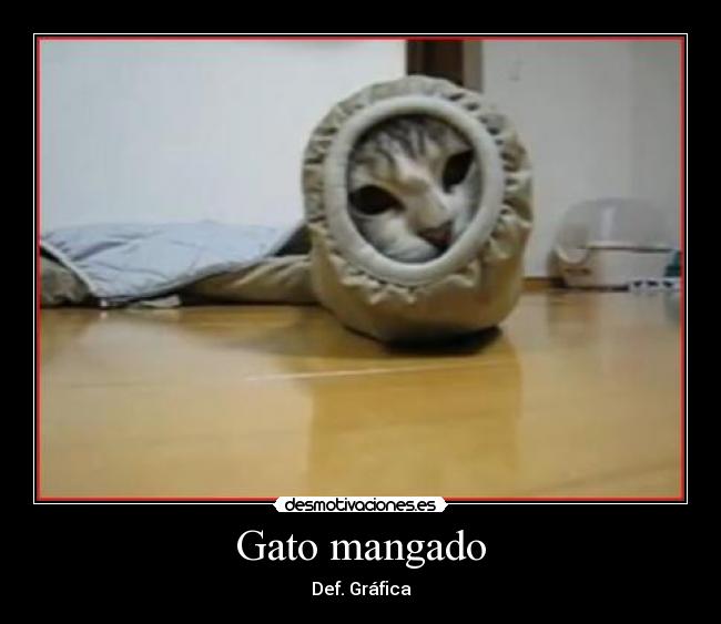 Gato mangado - Def. Gráfica