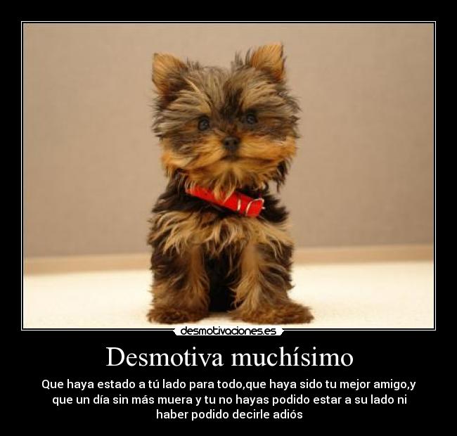 Desmotiva muchísimo - Que haya estado a tú lado para todo,que haya sido tu mejor amigo,y
que un día sin más muera y tu no hayas podido estar a su lado ni
haber podido decirle adiós