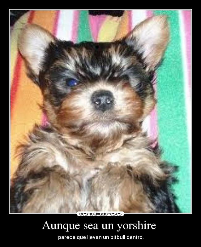 Aunque sea un yorshire - parece que llevan un pitbull dentro.