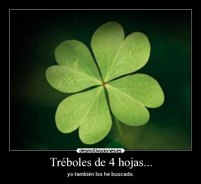 Tréboles de 4 hojas... - yo también los he buscado.