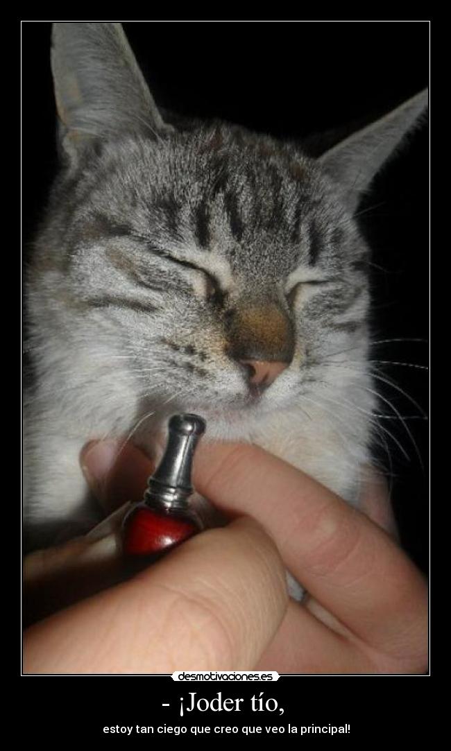 carteles gatosprincipal cachimba mejor buenisimo desmotivaciones