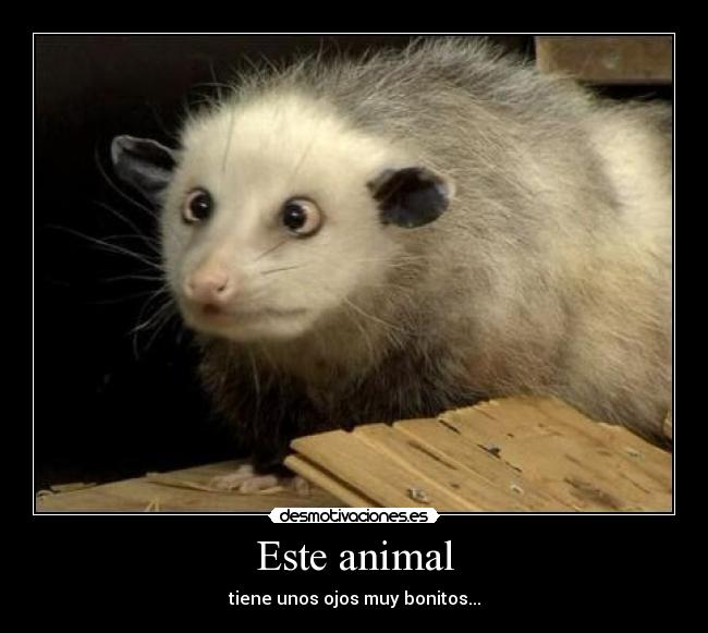 carteles este animal desmotivaciones