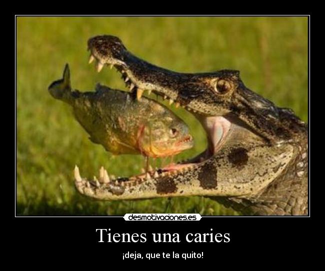 carteles animales pez cocodrilo caries zirri desmotivaciones