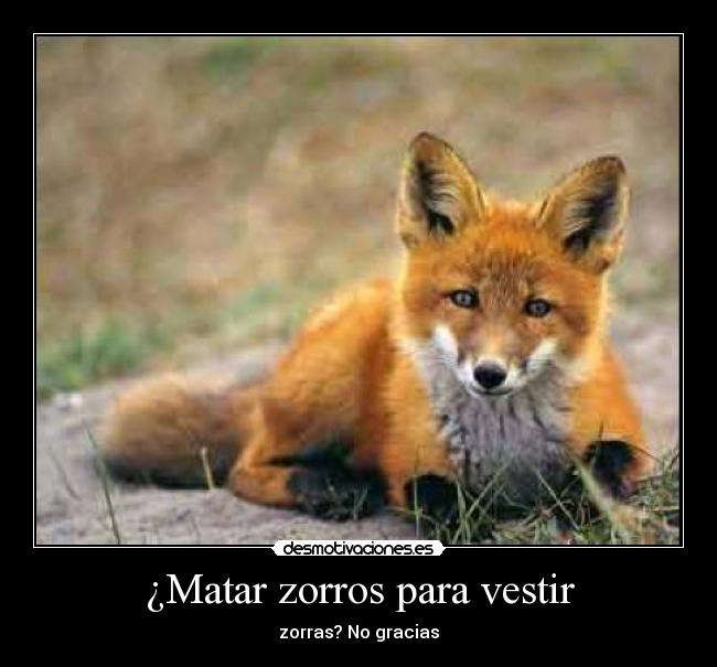 carteles zorros desmotivaciones