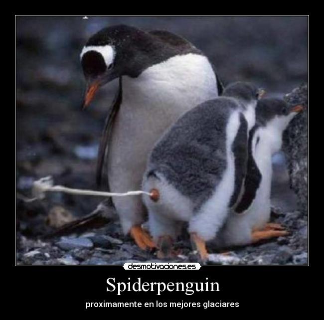 Spiderpenguin - proximamente en los mejores glaciares