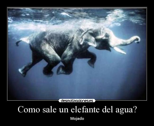 Como sale un elefante del agua? -
