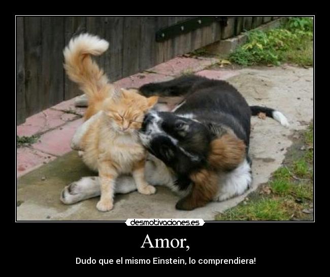 Amor, - 
