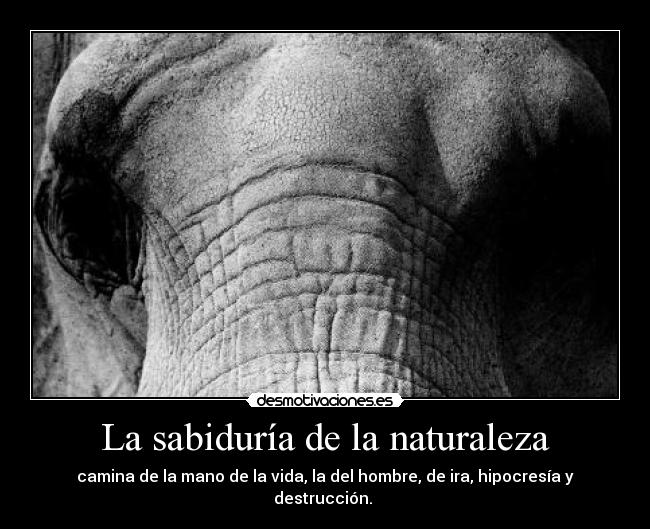 La sabiduría de la naturaleza - camina de la mano de la vida, la del hombre, de ira, hipocresía y destrucción. 