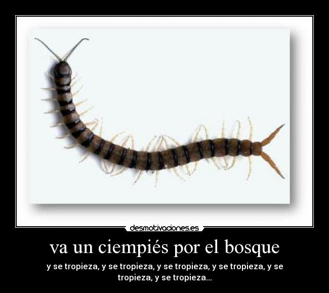 va un ciempiés por el bosque - y se tropieza, y se tropieza, y se tropieza, y se tropieza, y se tropieza, y se tropieza...