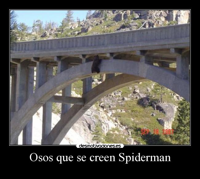 Osos que se creen Spiderman - 