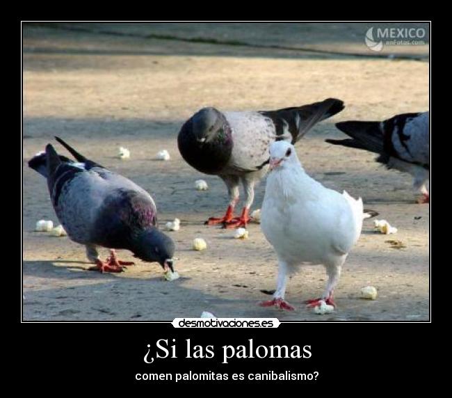 ¿Si las palomas - 