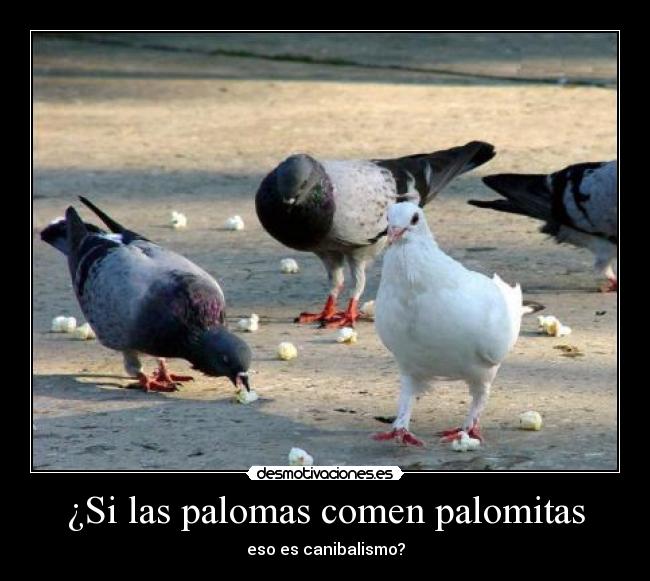 ¿Si las palomas comen palomitas -