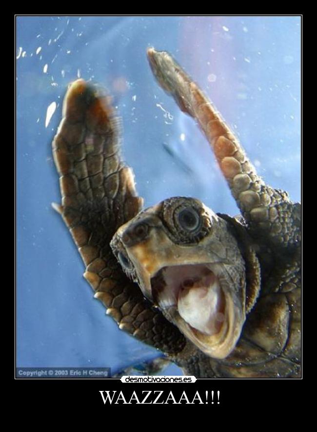 WAAZZAAA!!! - 